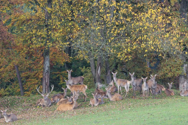 A large herd of red deer (Cervus elaphus) rests in hilly terrain on a meadow at the edge of the autumn-colored forest. Bavaria, Germany