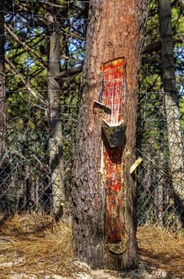 Extraction of tree resin according to traditional tradition, forest area in Nazare, Portugal