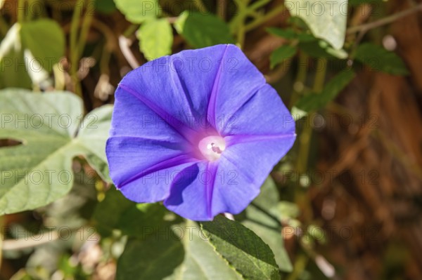 MAR, Chefchaouen, Medina