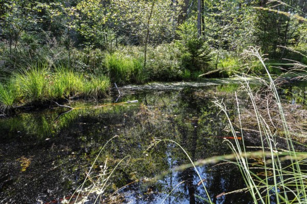 D, Sterntaler, Felze