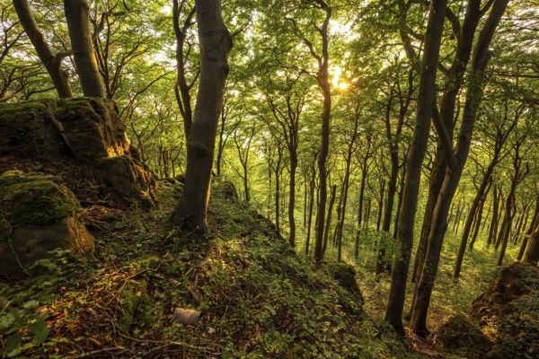 View from cliffs of the Ith into an atmospheric beech forest in the evening light, Saubrink-Oberberg Nature Reserve, Weser Hills, Lower Saxony, Germany