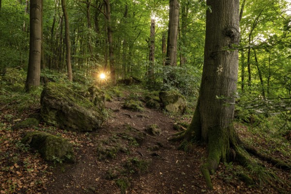The sun shines through the trees of a beech forest on an inviting hiking trail, Ith-Hils-Weg, Ith, Saubrink-Oberberg Nature Reserve, Weser Hills, Lower Saxony, Germany