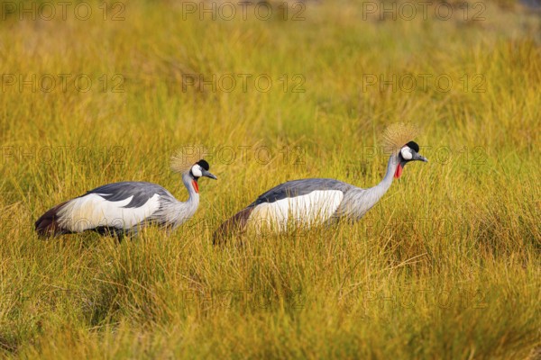 Crowned Crane (Balearica regulorum) Zambia