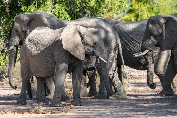 Herd of African elephants (Loxodonta africana), desert elephants, riverbed of the Ugab River, Damaraland, Kunene region, Namibia