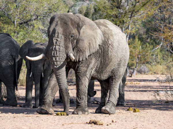African elephants (Loxodonta africana), bull and herd, desert elephant, in the riverbed of the Ugab River, Damaraland, Kunene region, Namibia