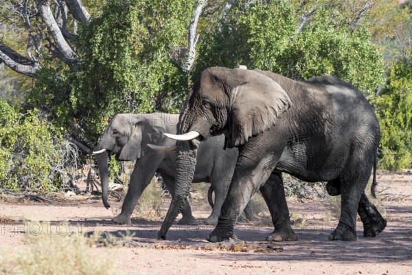 Two African elephants (Loxodonta africana), bull and female, desert elephant, in the riverbed of the Ugab River, Damaraland, Kunene Region, Namibia