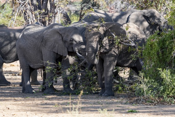 African elephants (Loxodonta africana) eating leaves on a tree, desert elephants, riverbed of the Ugab River, Damaraland, Kunene region, Namibia