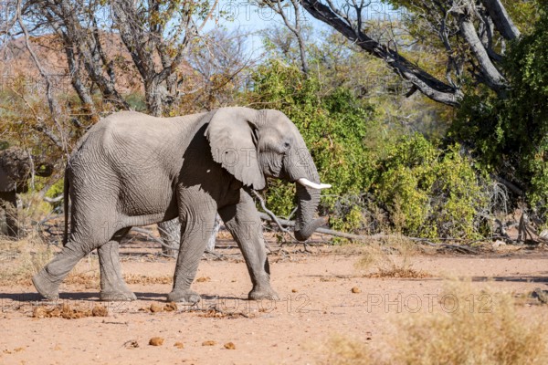 African elephant (Loxodonta africana), desert elephant, in the riverbed of the Ugab River, Damaraland, Kunene region, Namibia
