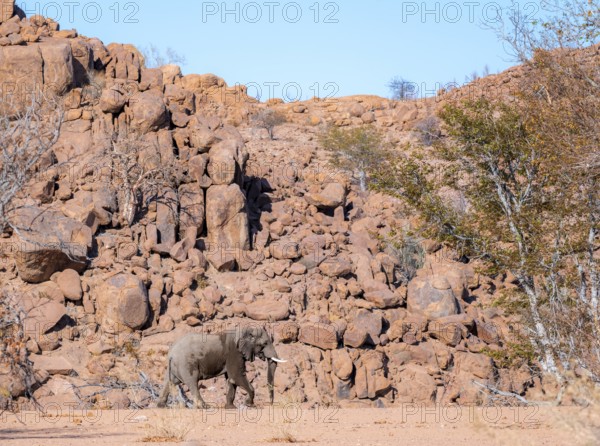 African elephant (Loxodonta africana), desert elephant, in the riverbed of the Ugab River, desert landscape with red rocky hills, Damaraland, Kunene region, Namibia