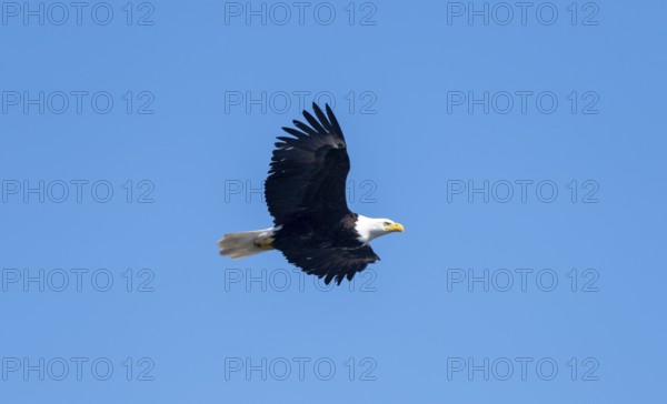 Bald eagle (Haliaeetus leucocephalus) in flight against a blue sky, Anchor Point, Alaska, USA