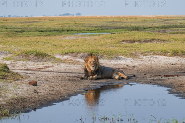 Maned lion, lion (Panthera leo), Ihaha, Chobe National Park, Botswana