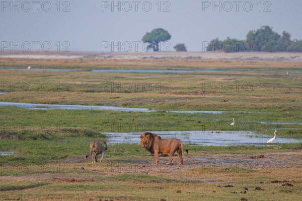 Maned lion and lioness, lion (Panthera leo), Ihaha, Chobe National Park, Botswana