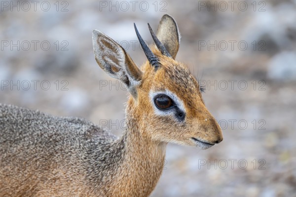 Damara dik-dik or kirk dik-dik (Madoqua kirkii), adult animal in the undergrowth, Etosha National Park, Namibia