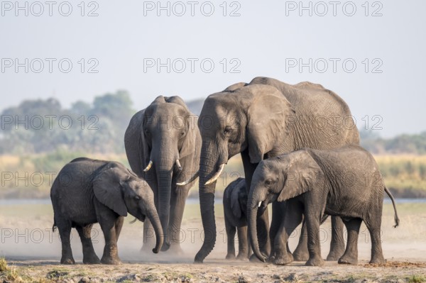 Herd of African elephants (Loxodonta africana), Ihaha, Chobe National Park, Botswana