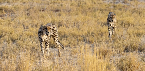 Two cheetahs (Acinonyx jubatus) in dry savannah, Etosha National Park, Namibia