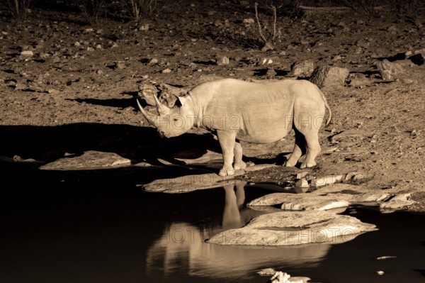Night shot, black rhino (Diceros bicornis), Okaukuejo waterhole, Etosha National Park, Namibia