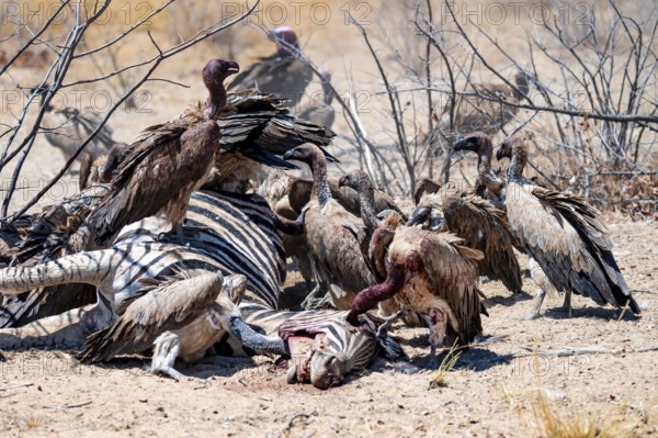 White-backed vulture (Gyps africanus) with bloody head sitting on the head of a dead plains zebra (Equus quagga), vultures feeding on the carcass, Etosha National Park, Namibia