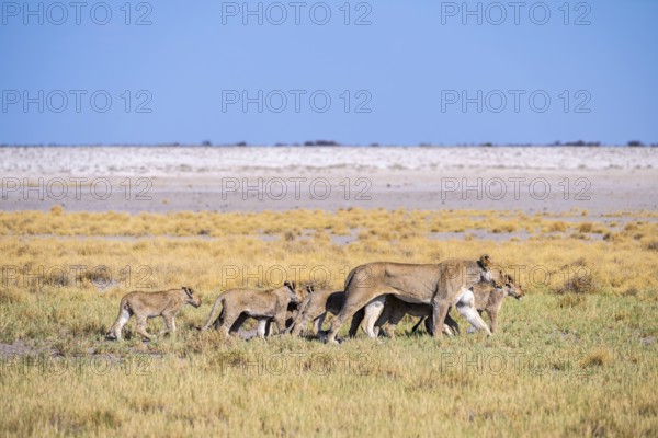 Lioness (Panthera leo) with cubs, Etosha National Park, Namibia