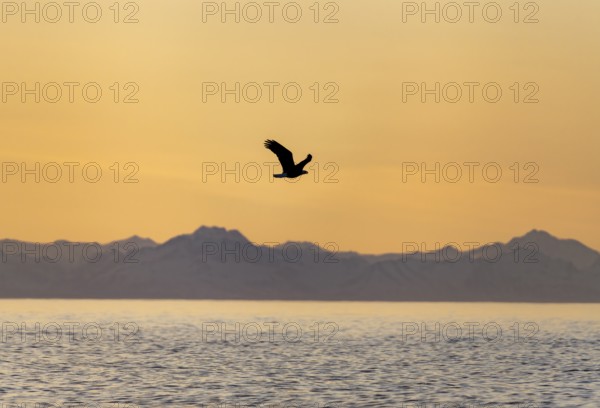 Bald eagle (Haliaeetus leucocephalus) flying in front of mountain silhouettes of the Aleutian chain, at sunset, picturesque golden light of the midnight sun, Cook Inlet, Anchor Point, Anchor River State Recreation Area, Alaska, USA