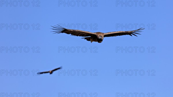 Two condors fly with outstretched wings in the clear blue sky, The Andean condor (Vultur gryphus) at the Colca Canyon in Peru