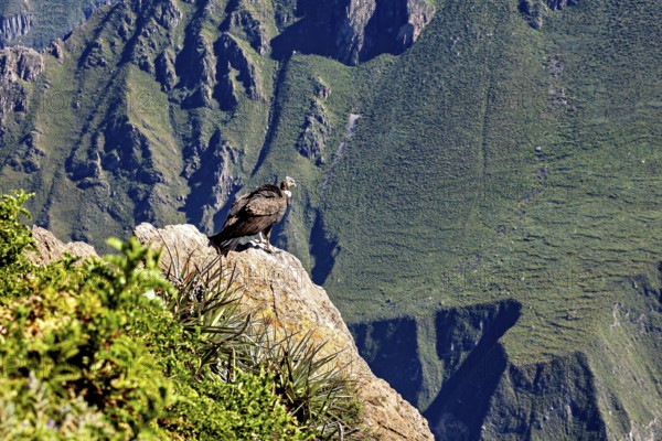 Condor sits majestically on a rock with a wide view over green mountains, The Andean condor (Vultur gryphus) at the Colca Canyon in Peru