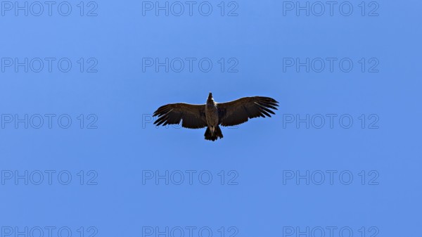 A condor can be seen from below with outstretched wings in the clear blue sky, The Andean condor (Vultur gryphus) at the Colca Canyon in Peru