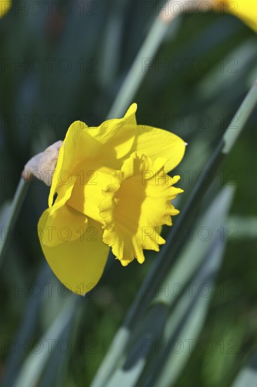 Daffodil (Narcissus), yellow flower in a garden, close-up, Wilnsdorf, North Rhine-Westphalia, Germany