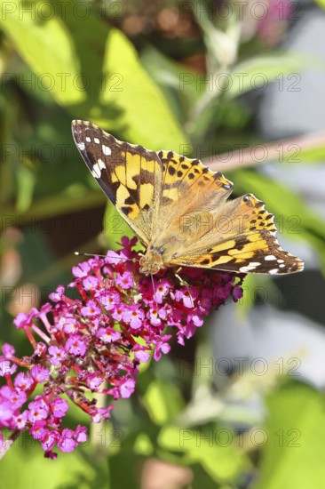 Thistle butterfly (Vanessa cardui) on a Buddleja davidii flower, Wilnsdorf, North Rhine-Westphalia, Germany