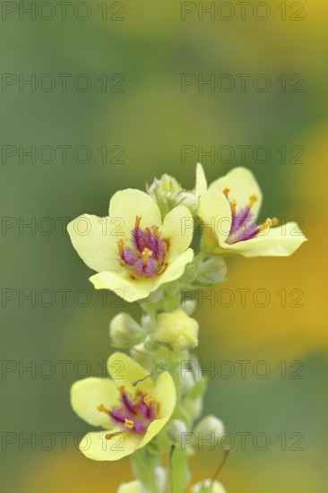 Dark mullein (Verbascum nigrum), flowers, inflorescence, in a natural garden, close-up, Wilnsdorf, North Rhine-Westphalia, Germany