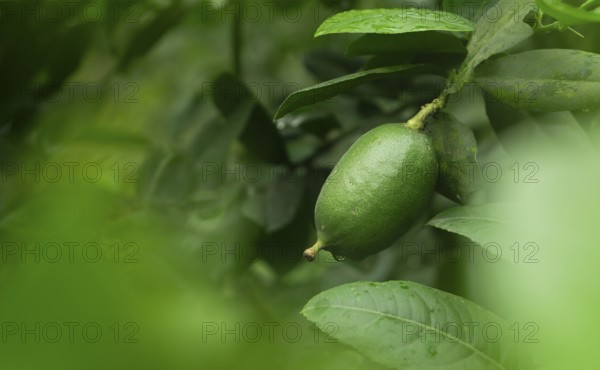 A single green lime hanging from a branch surrounded by leaves