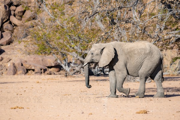 African elephant (Loxodonta africana), desert elephant in barren desert landscape, riverbed of the Ugab River, Damaraland, Erongo, Namibia