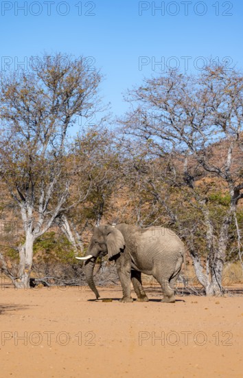 African elephant (Loxodonta africana), desert elephant in barren desert landscape, riverbed of the Ugab River, Damaraland, Erongo, Namibia