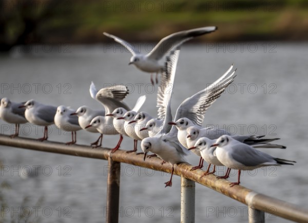Black-headed gulls in winter dress, on a railing on the Rhine near Duisburg-Walsum, North Rhine-Westphalia, Germany