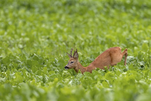 An old roebuck (Capreolus capreolus) purposefully follows the whistling of a doe ready to mate, leaf time, rut, roe rut, summer coat, Germany
