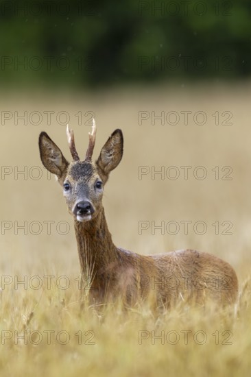 Roebuck (Capreolus capreolus) yearling in a field, eyes, eye contact, summer coat, Germany