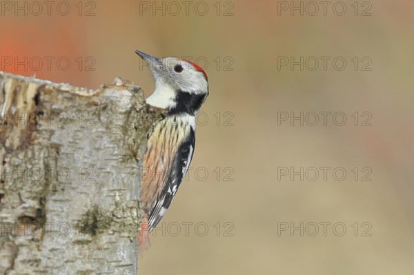 Middle woodpecker (Dendrocopos medius), foraging on the trunk of a common birch (Betula pendula), wildlife, woodpeckers, nature photography, autumn, Wilnsdorf, North Rhine-Westphalia, Germany