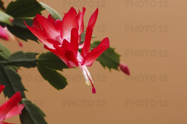 Christmas cactus (Schlumbergera truncata), flowers, in studio, North Rhine-Westphalia, Germany