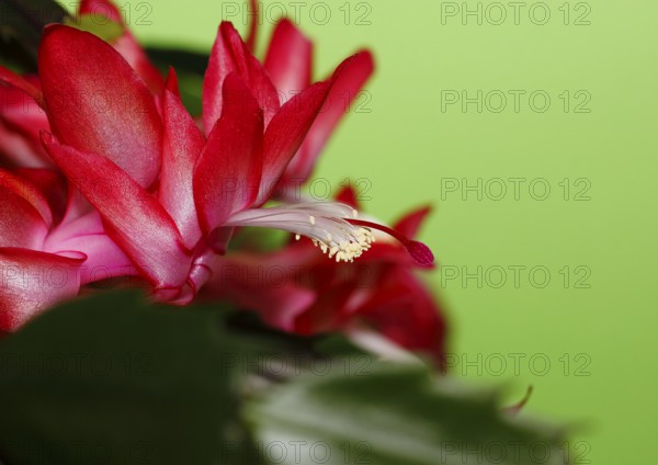Christmas cactus (Schlumbergera truncata), flowers, in studio, North Rhine-Westphalia, Germany