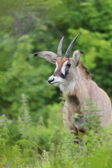 A roan antelope (Hippotragus equinus) stands in a green meadow with tall vegetation. South Africa