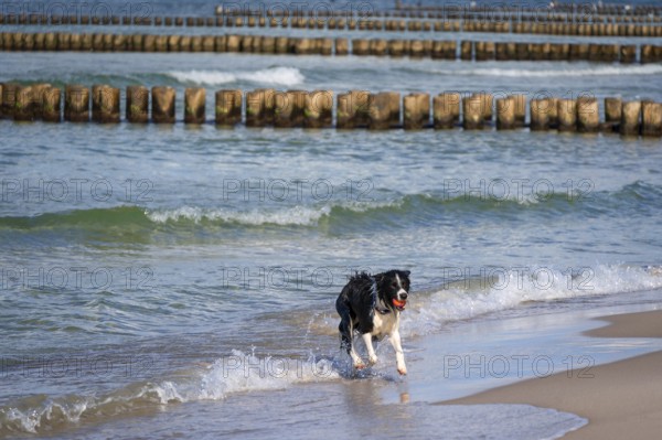 Dog, border collie fetches a ball from the Baltic Sea, Ahrtenshoop, Darß, Mecklenburg-Western Pomerania, Germany