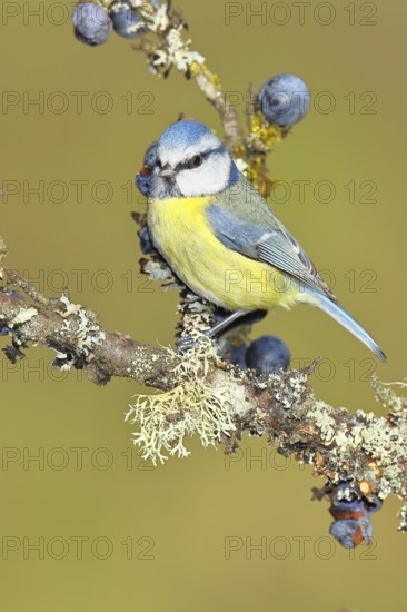 Blue tit (Parus caeruleus), sitting on a branch in a blackthorn bush, (Prunus spinosa), sloes, with ripe fruit, autumn, wildlife, animals, tit family, songbird, birds, Wilnsdorf, North Rhine-Westphalia, Germany