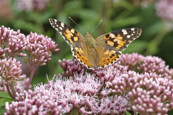 Safflower (Vanessa cardui) on a flower of the common water forest (Asteraceae) on a forest path, close-up, Wilnsdorf, North Rhine-Westphalia, Germany
