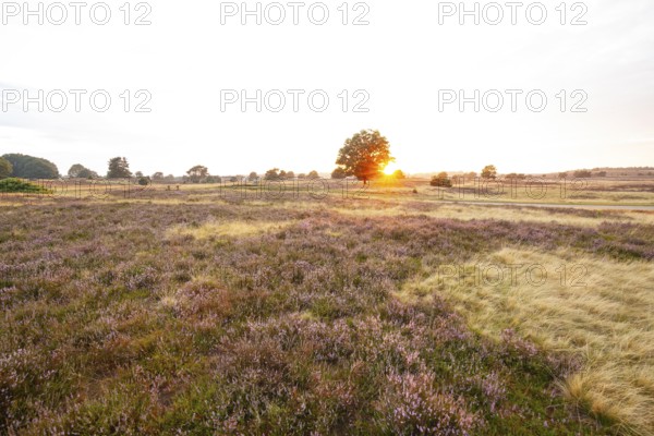 Glowing heath in the quiet summer evening of the Behringer Heide