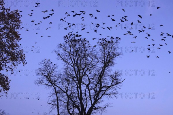 Crows on a tree in late autumn, Germany