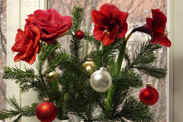 Christmas bouquet with Christmas tree balls and amaryllis, Germany