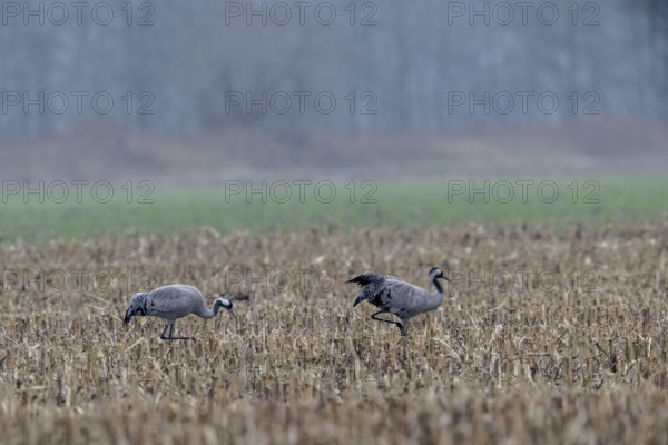 Cranes (Grus grus), Lower Saxony, Germany