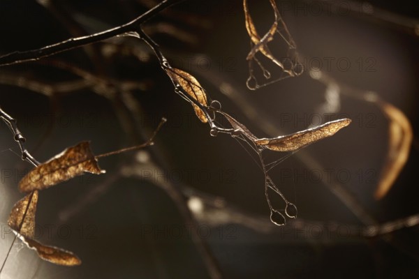 Linden tree in late autumn, Germany