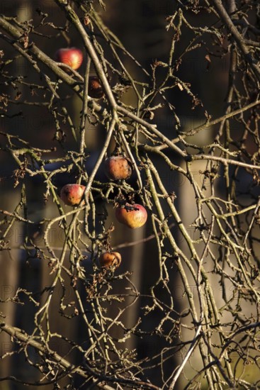 Apples in late autumn, Germany