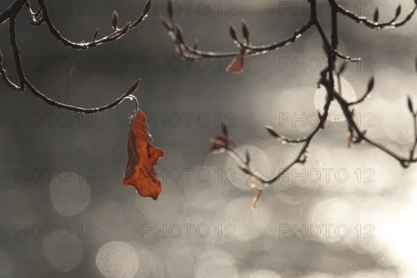 Autumn leaf, late autumn, Germany