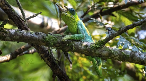Three-horned chameleon (Trioceros jacksonii), male, Bwindi Impenetrable Forest National Park, Uganda